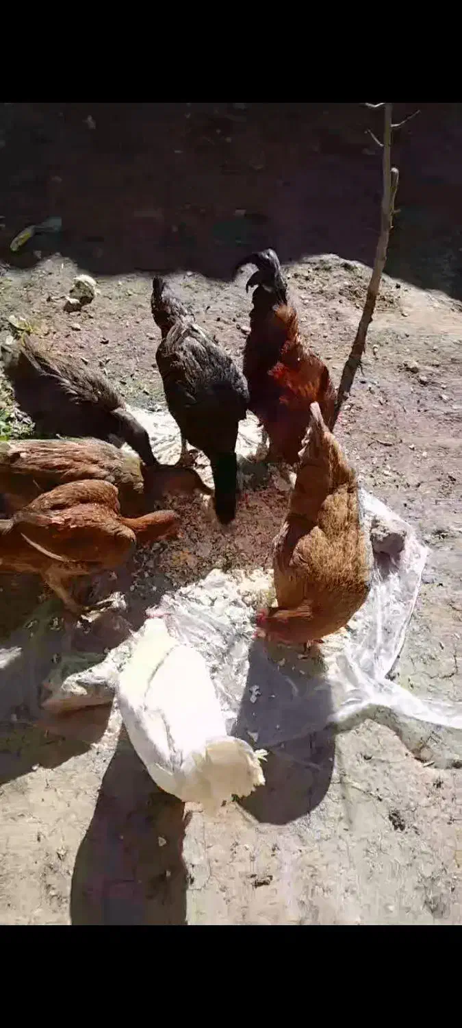 مرغ|حیوانات مزرعه|شوط, |دیوار