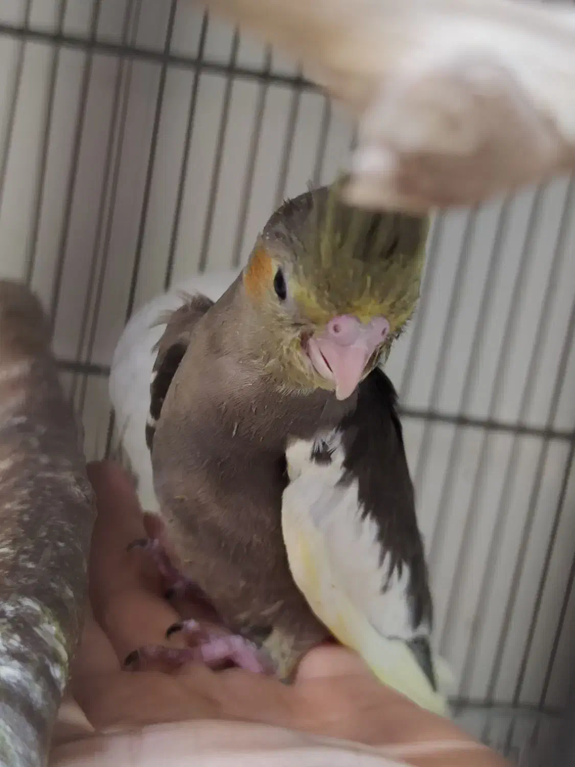 دنیای برزیلی / عروس هلندی ورق بزنید|پرنده|تهران, پرستار|دیوار