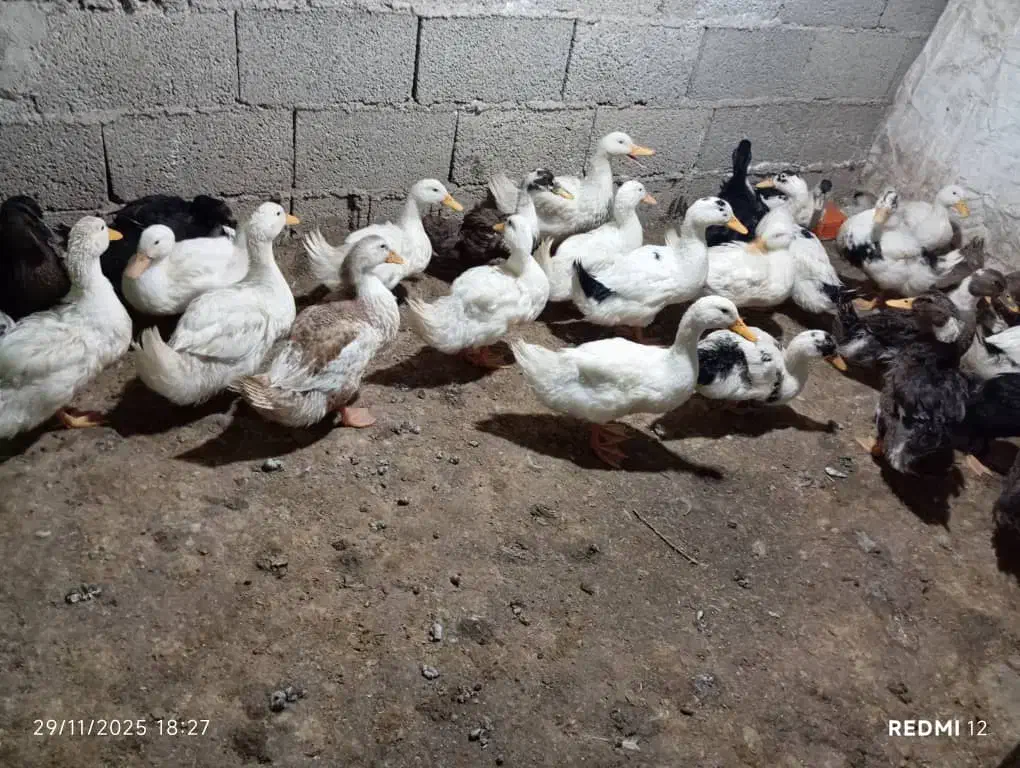 اردک و مرغ|حیوانات مزرعه|گوراب زرمیخ, |دیوار