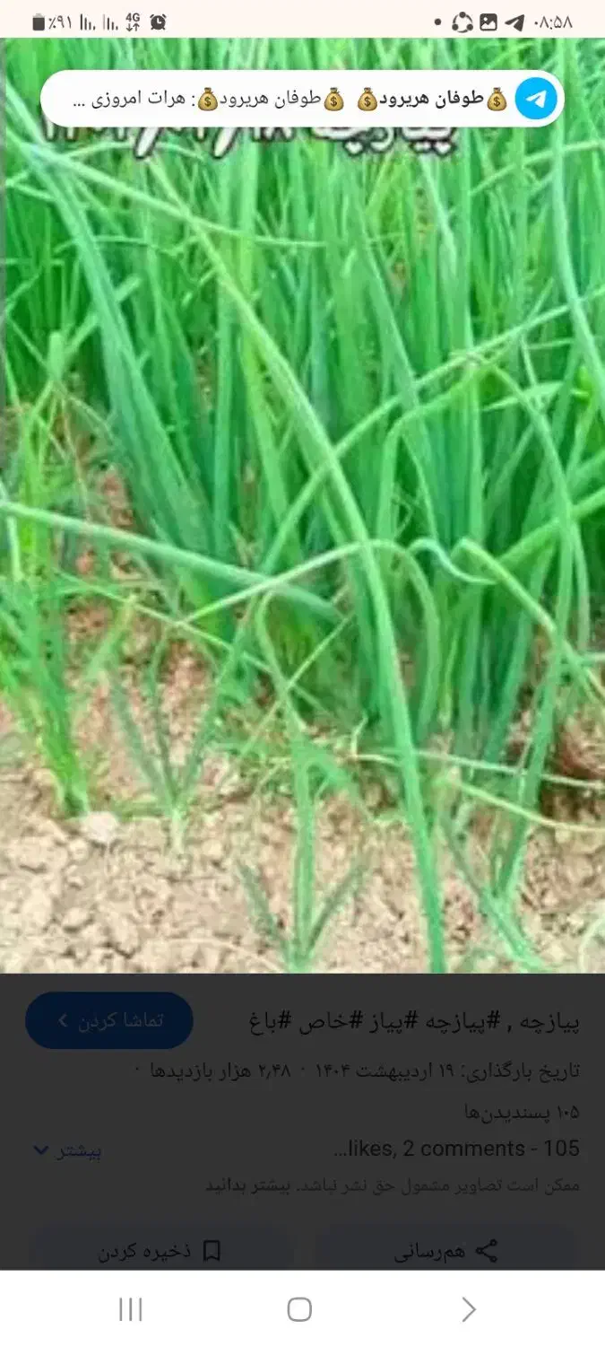 پیاز و که ور مخصوص کلانه|گل و گیاه طبیعی|زیویه, |دیوار