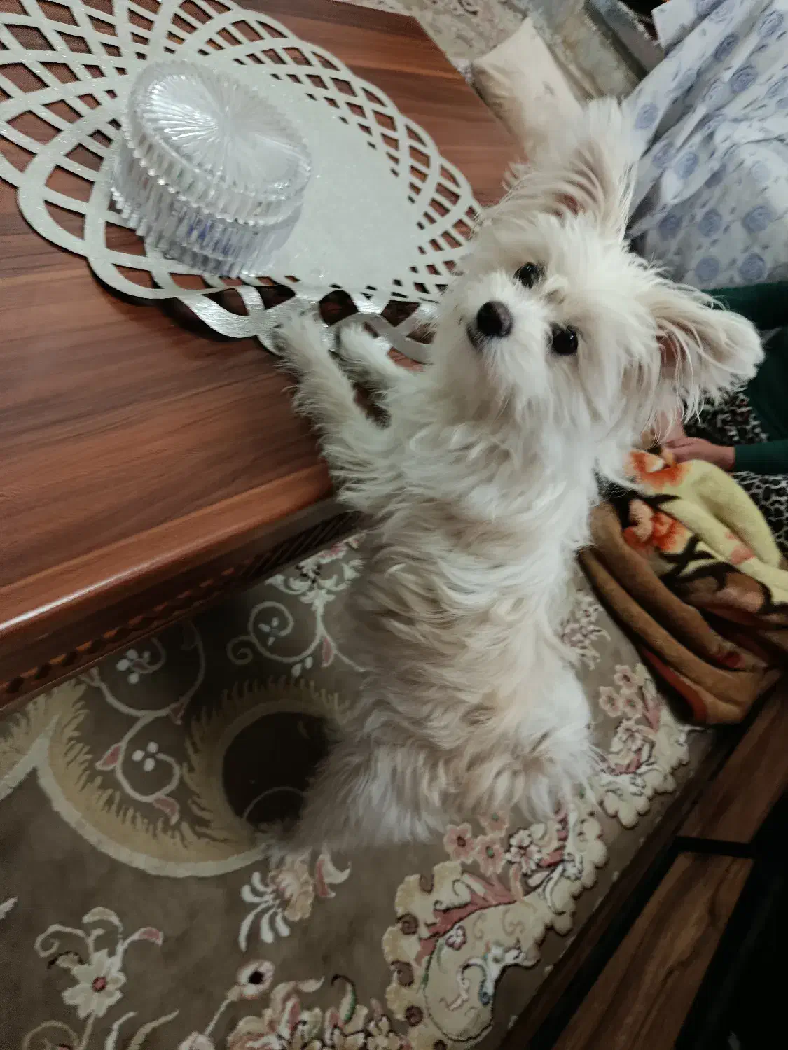 سگ کوچولو|سگ|قم, شهید صیاد شیرازی|دیوار