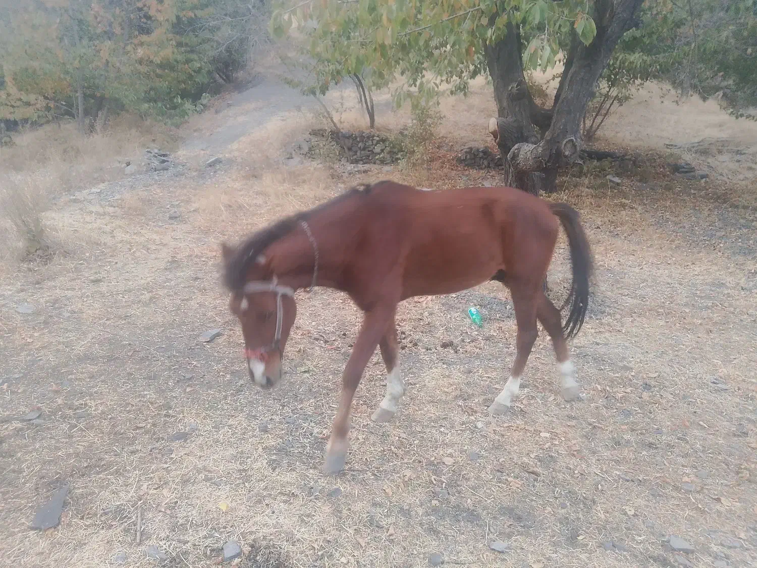 اسب نریون خودیرقه|اسب و تجهیزات اسبسواری|طرقبه, |دیوار