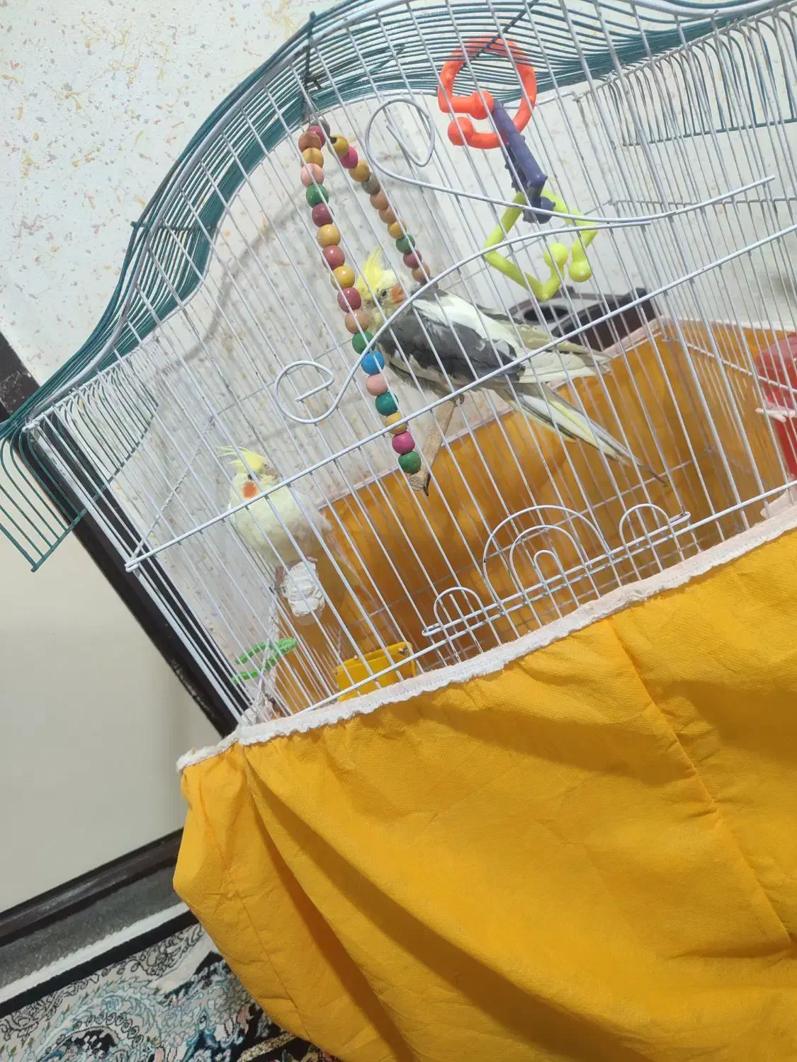 عروس هلندی|پرنده|فولادشهر, B8|دیوار