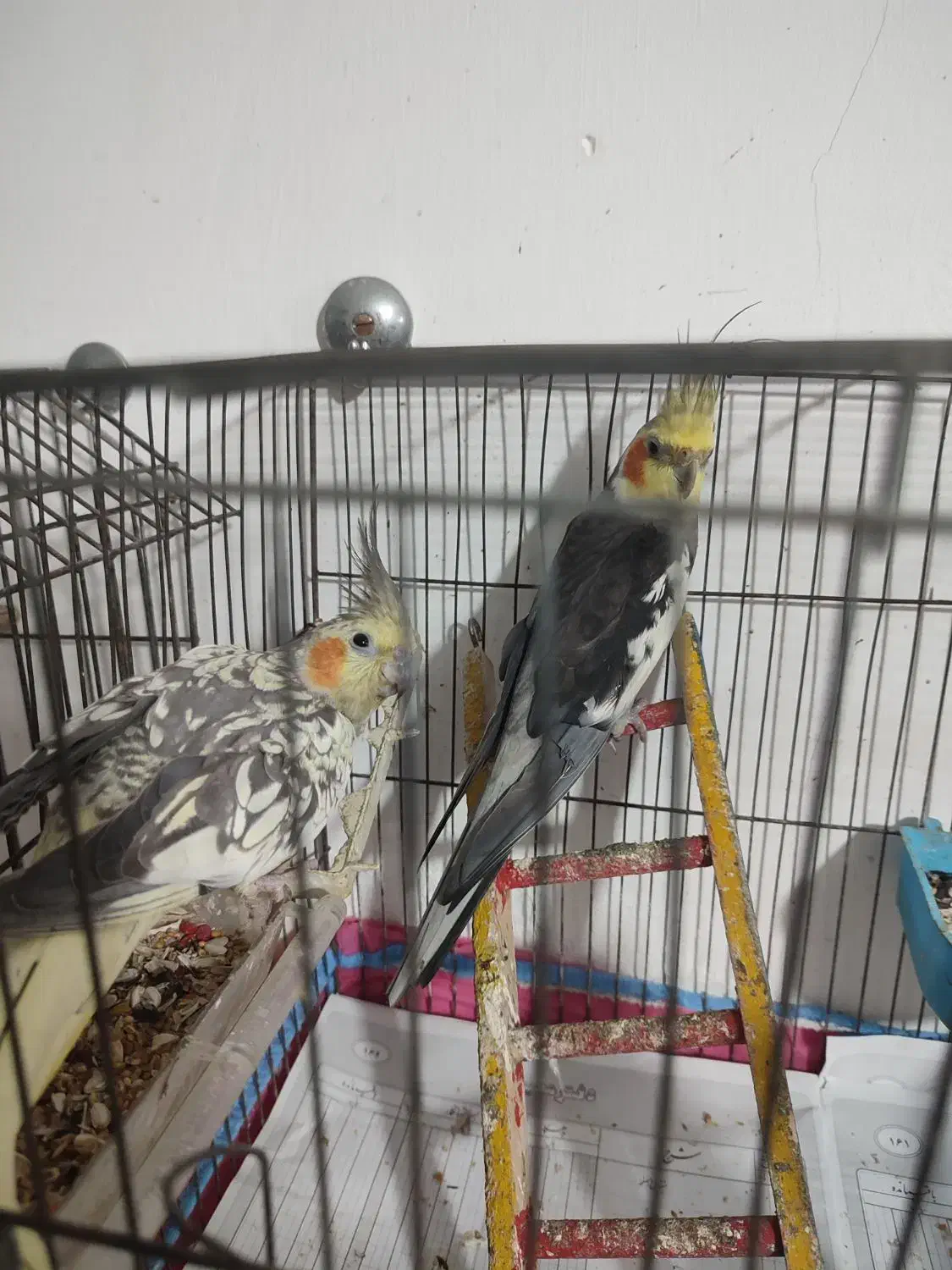 طوطی عروس هلندی جفت جوجه زا|پرنده|رشت, سلیمانداراب|دیوار