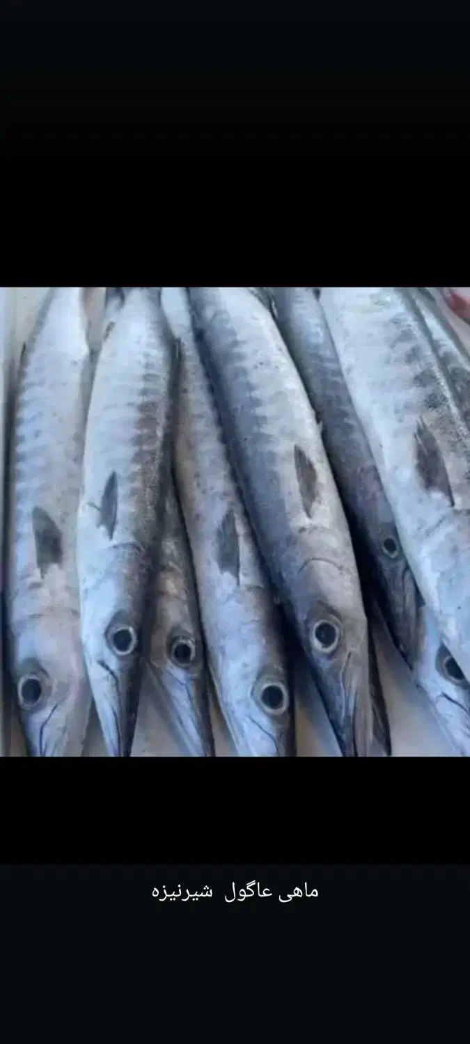 ماهی دریا پرورشی رودخانه همه انواع ماهی مرغ تعونی|ماهی|شوش, |دیوار