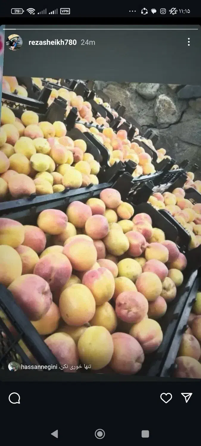 پیوند|خدمات باغبانی و درختکاری|کرمان, |دیوار