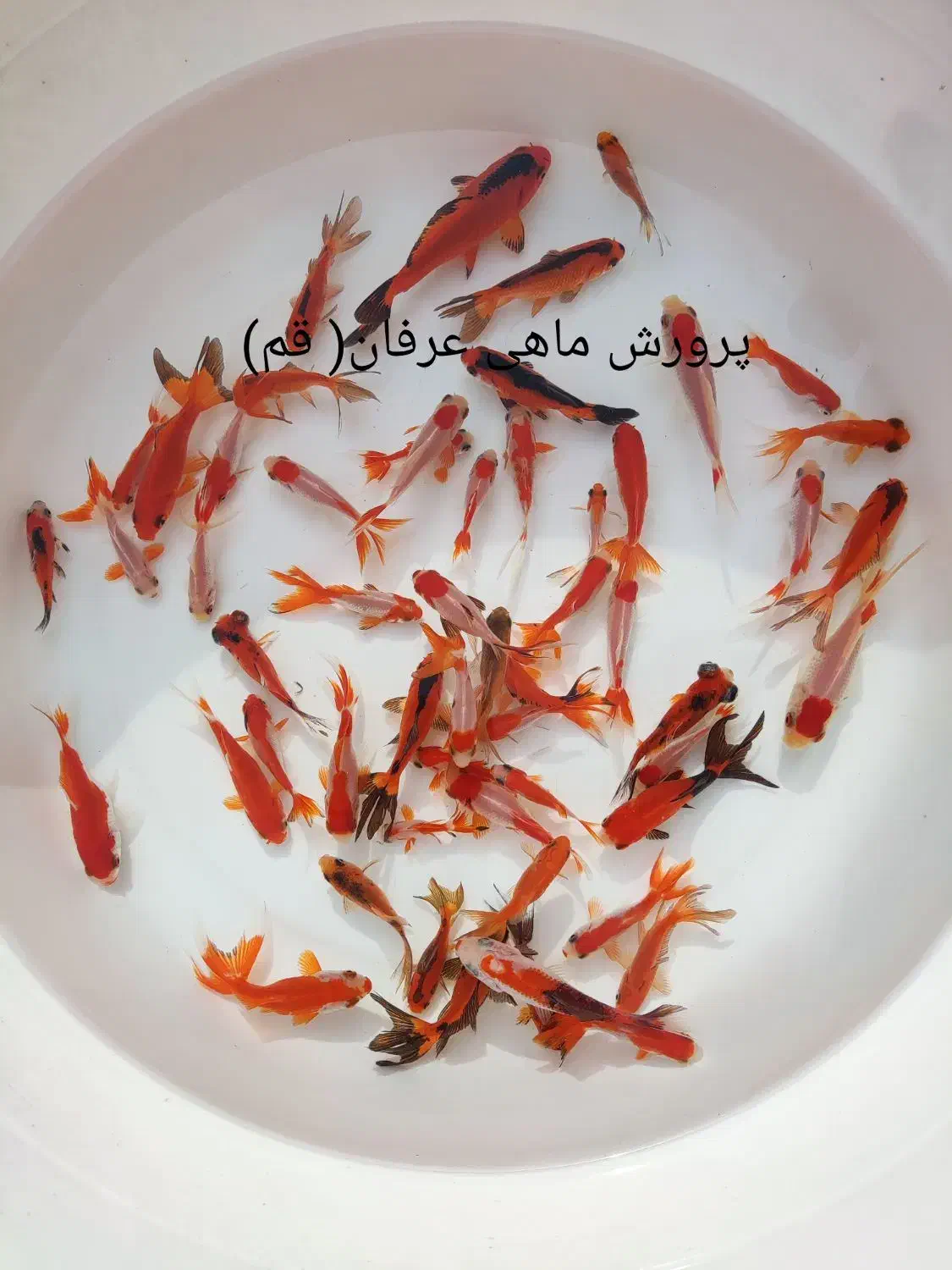 ماهی قرمزعید|ماهی|قم, تعویض پلاک|دیوار