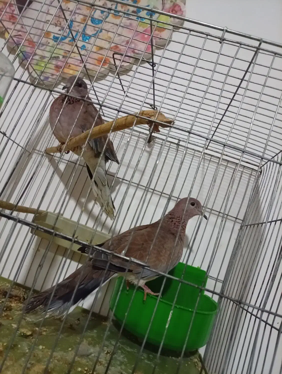 حمیدیه|پرنده|حمیدیه, |دیوار