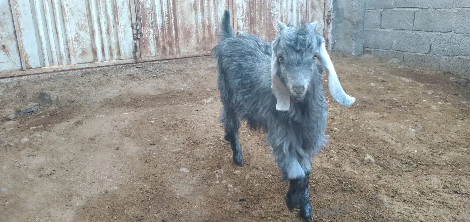 کهره ماده جفت دوقلو|حیوانات مزرعه|داراب, |دیوار