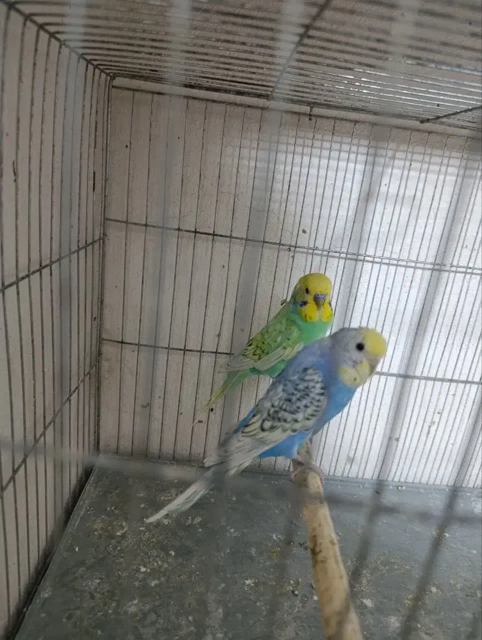 مرغ عشق رینبو|پرنده|قم, نخودی|دیوار