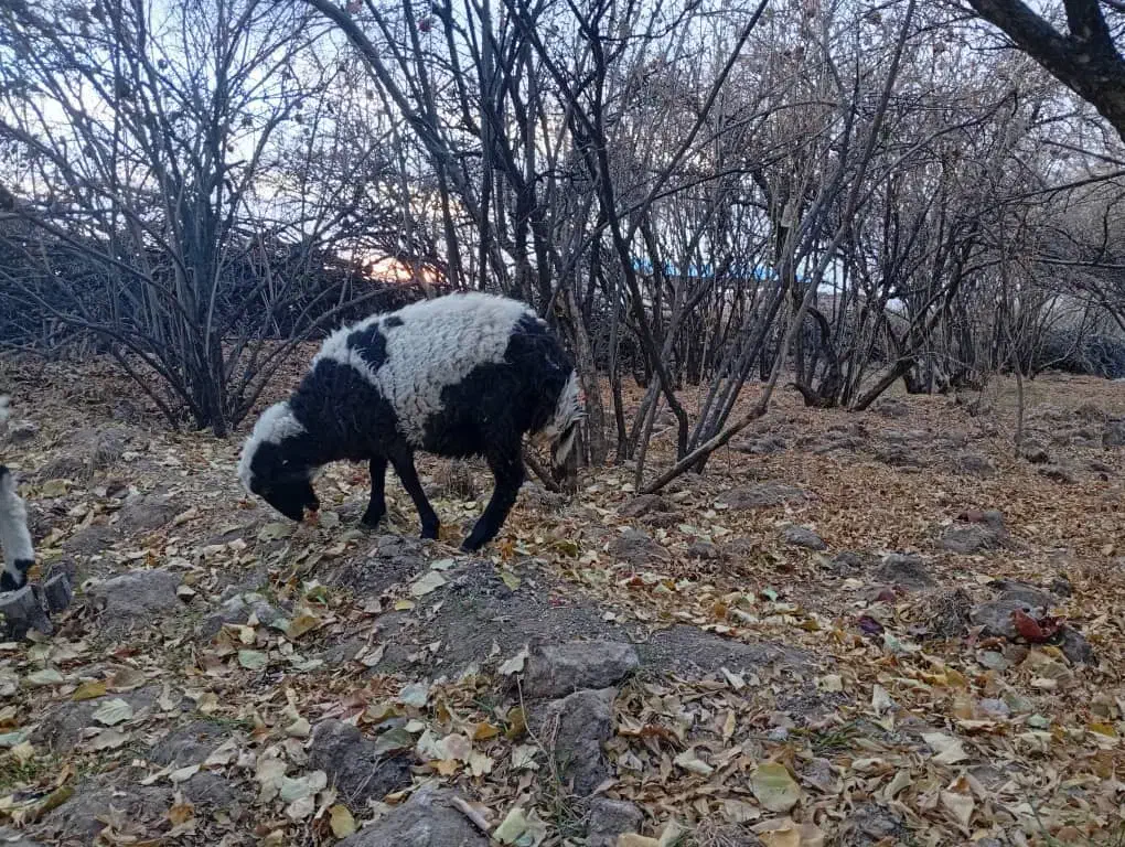 فروشی|حیوانات مزرعه|زرند, |دیوار