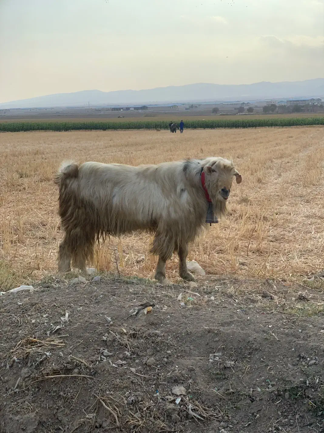 نربز برره  میش بز ۱۵ تومن|حیوانات مزرعه|کهریزک, |دیوار