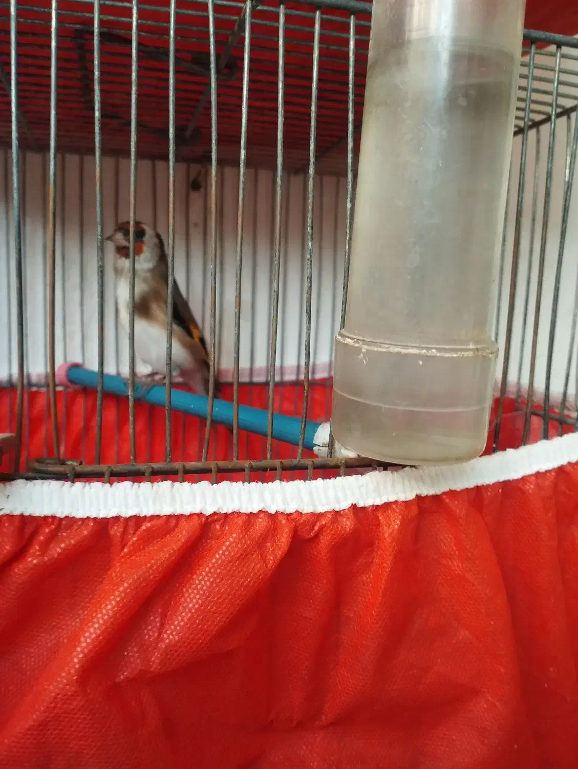 معاوضه با قناری نر بخون|پرنده|برخوار, |دیوار