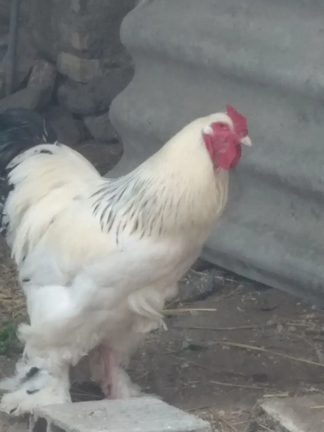 مرغ و خروس امپراتور برهما|حیوانات مزرعه|گرگان, |دیوار