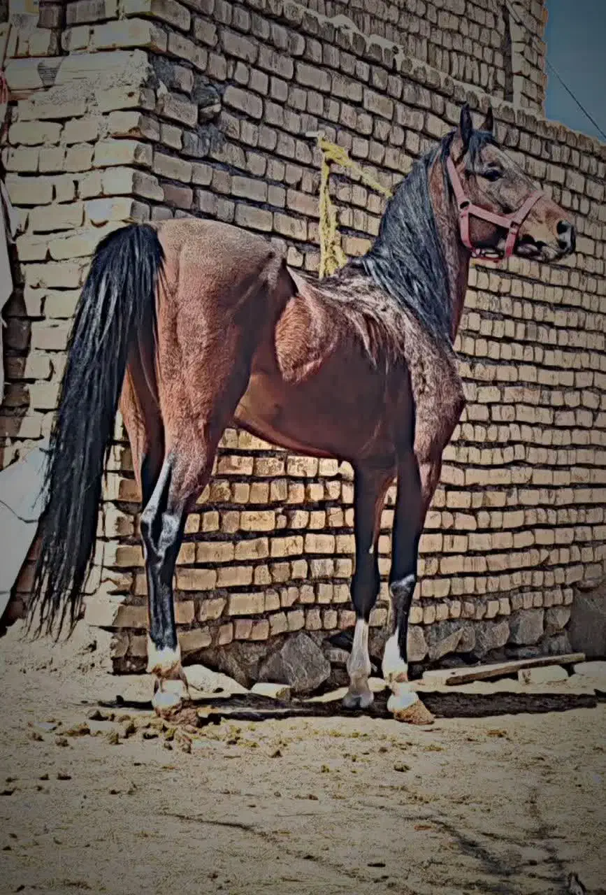 نریان سه سال نیم|اسب و تجهیزات اسب‌سواری|خوانسار, |دیوار