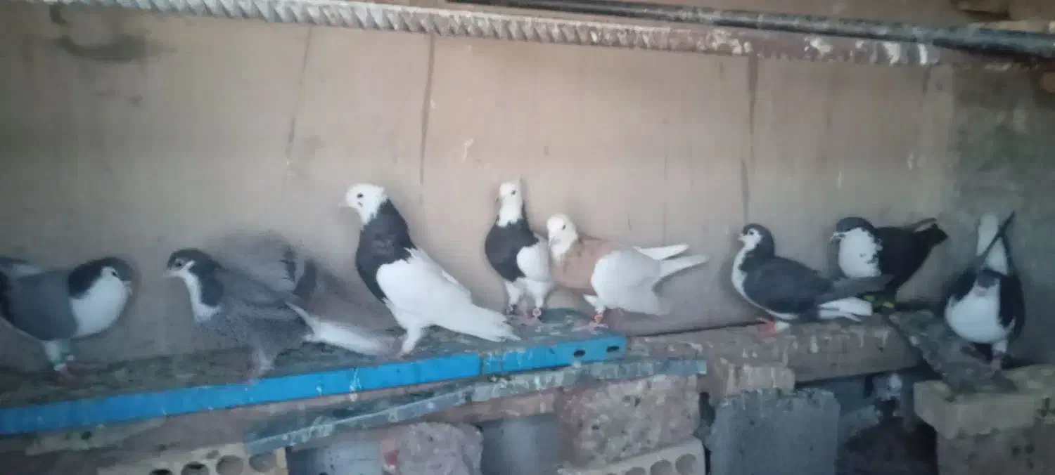 ساده و طوق|پرنده|خوسف, |دیوار