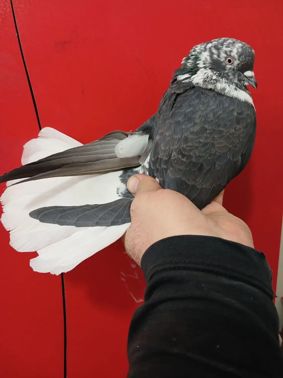 کفتر دم سفید پرشی (گرفتنی بلندی)|پرنده|تهران, جیحون|دیوار