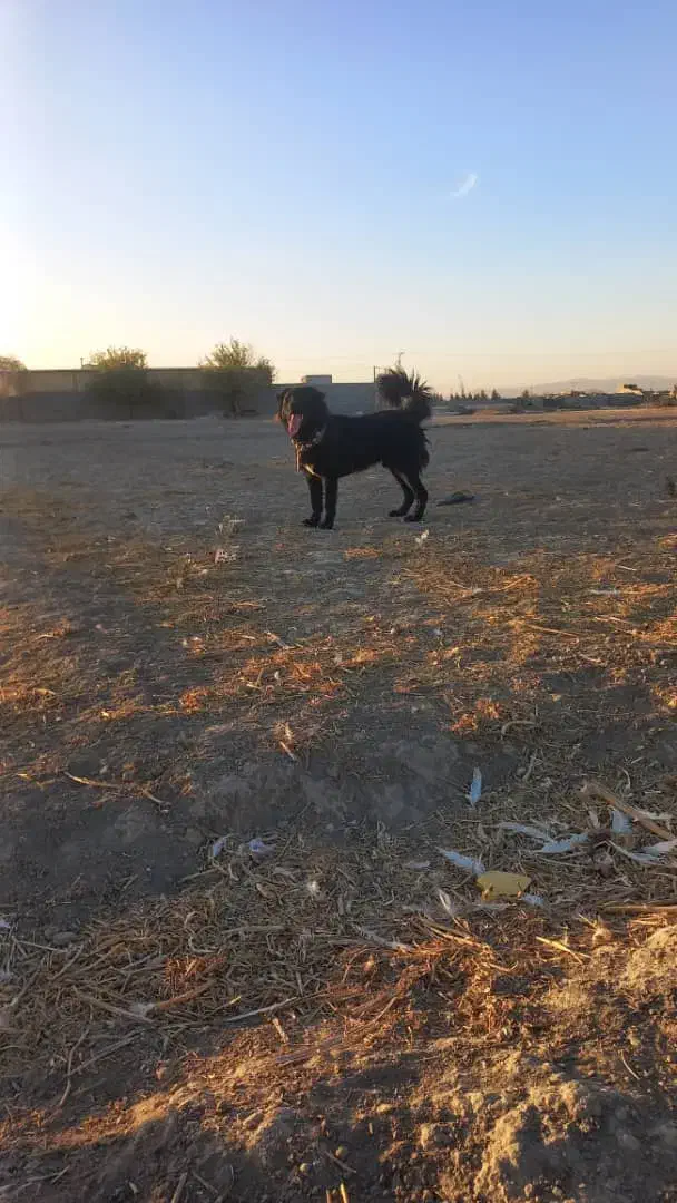 سگ قدرجونی|سگ|پیر بکران, |دیوار