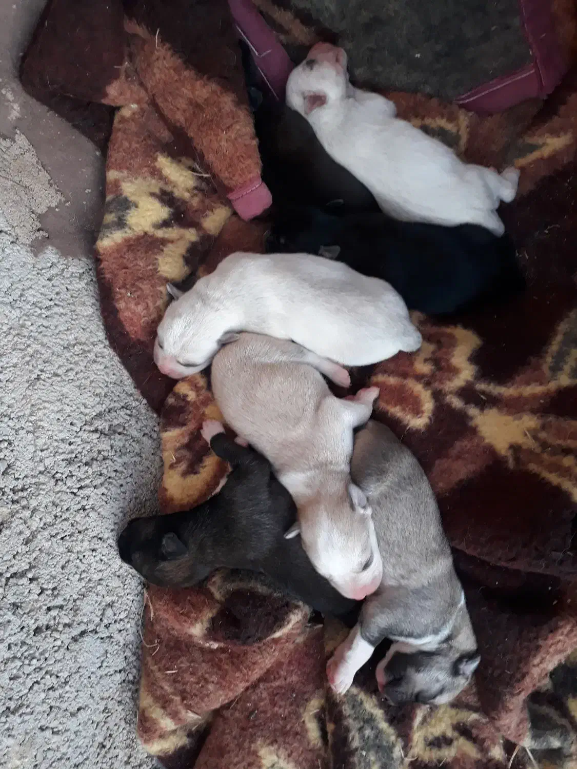 توله و ماده هاسکی|سگ|آشخانه, |دیوار