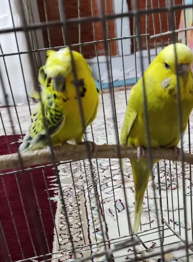 جفت مرغ عشق پروانه ای و انگلیسی|پرنده|بجنورد, |دیوار