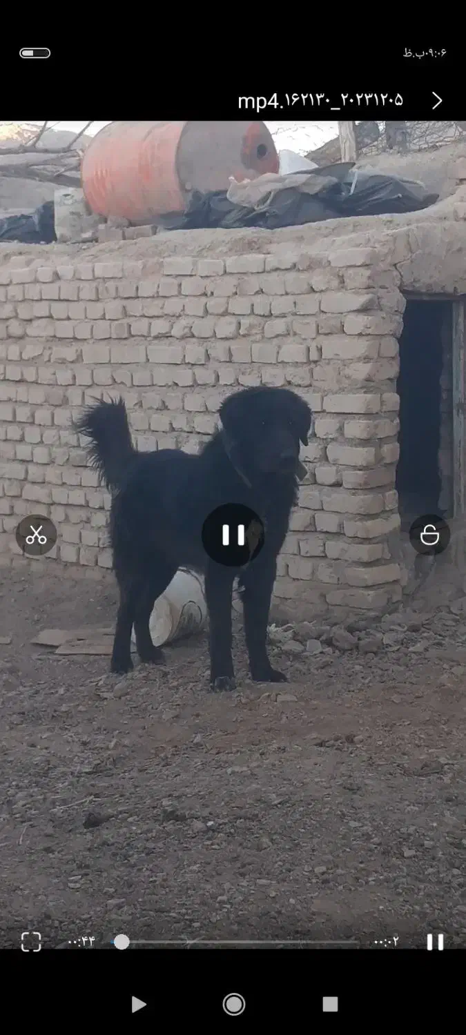 یک عدد سگ|حیوانات|بردسیر, |دیوار