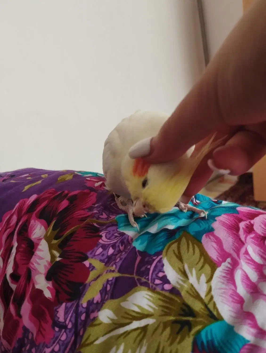 ۳عدد عروس هلندی بالغ ‌‌با سلامتی کامل  ‌|پرنده|عجب شیر, |دیوار