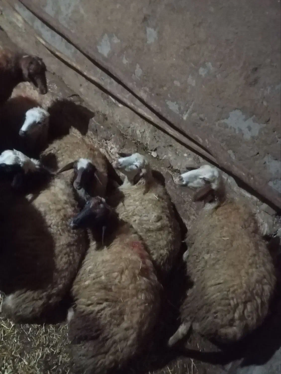 گوسفند داشتی|حیوانات مزرعه|کرمانشاه, |دیوار