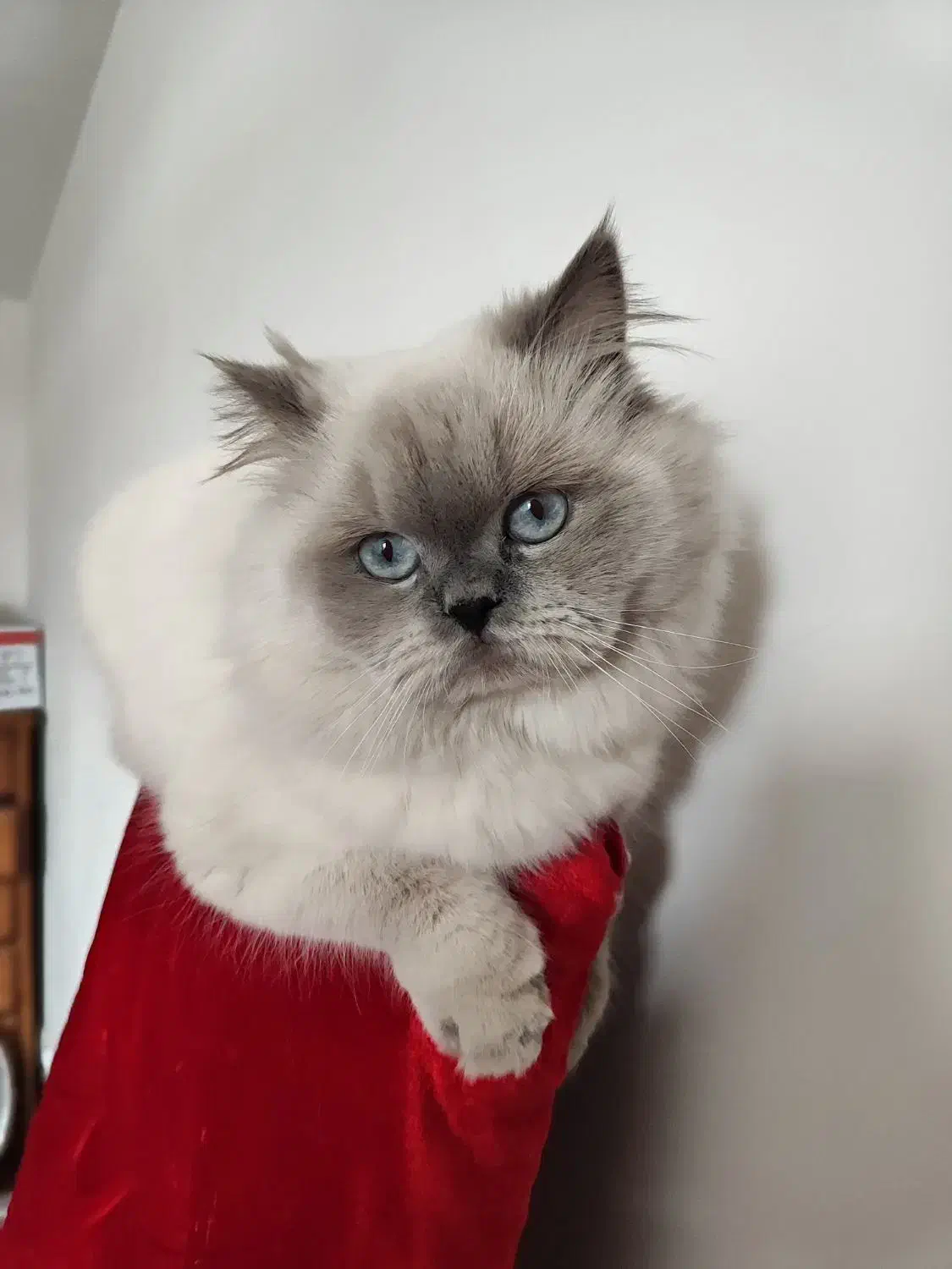 میکس بریتیش پرشین|گربه|ری, دولتآباد|دیوار