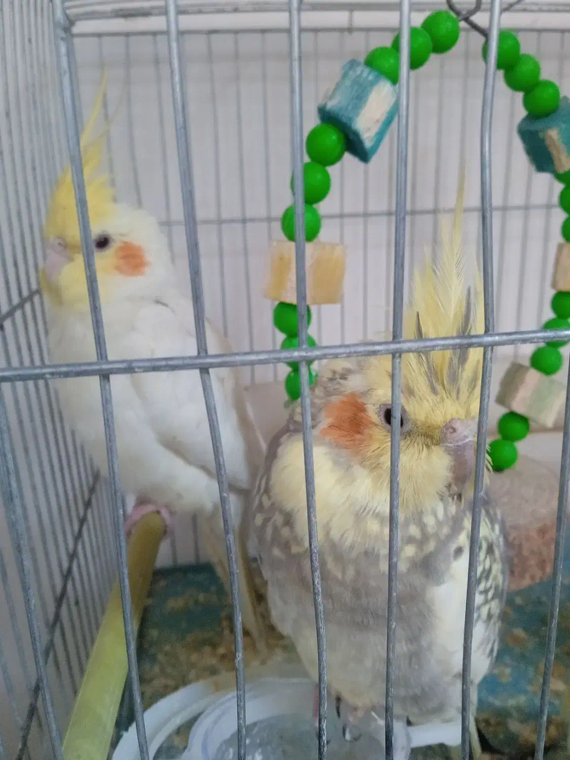 دو عروس هلندی نر و ماده و با یک جوجه یک ماهه|پرنده|مرند, |دیوار