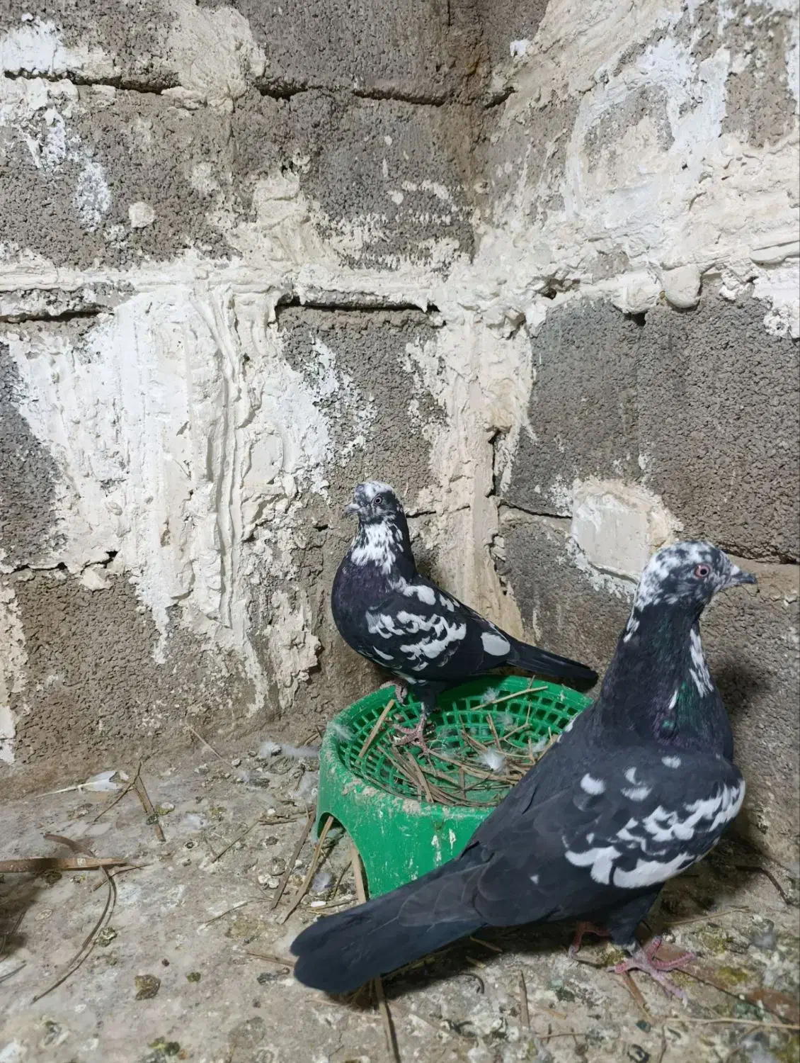 پرشی .|پرنده|مسجد سلیمان, |دیوار