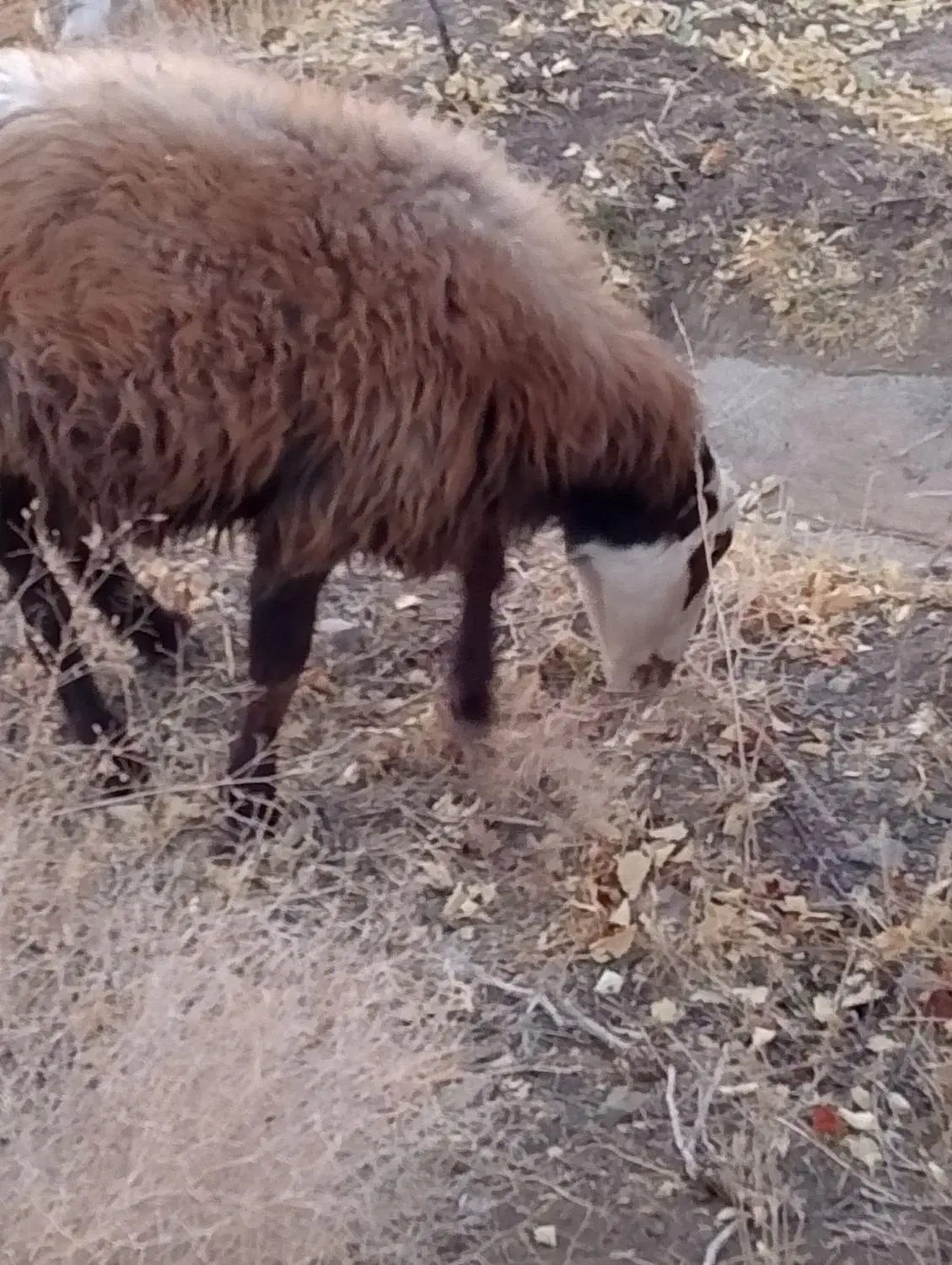 گوسفند|حیوانات مزرعه|بردسکن, |دیوار