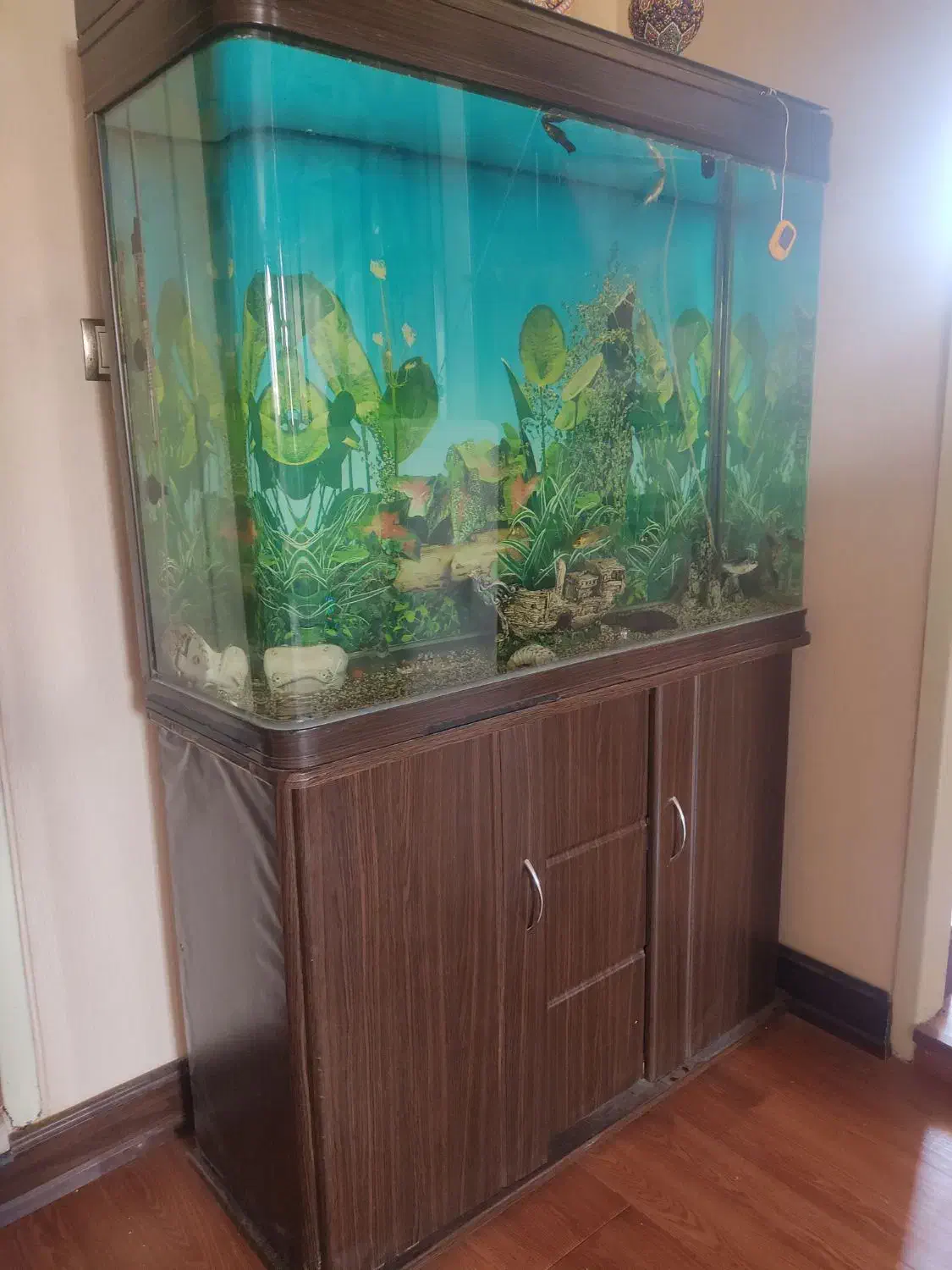 آکواریوم شیشه خم شرکتی|ماهی|اصفهان, همدانیان|دیوار