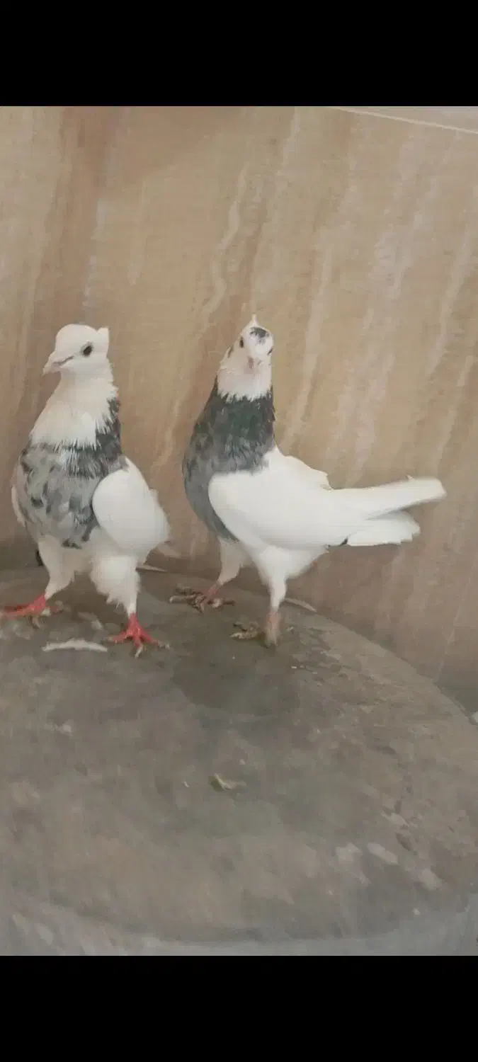 طوقی الماسی|پرنده|دره شهر, |دیوار