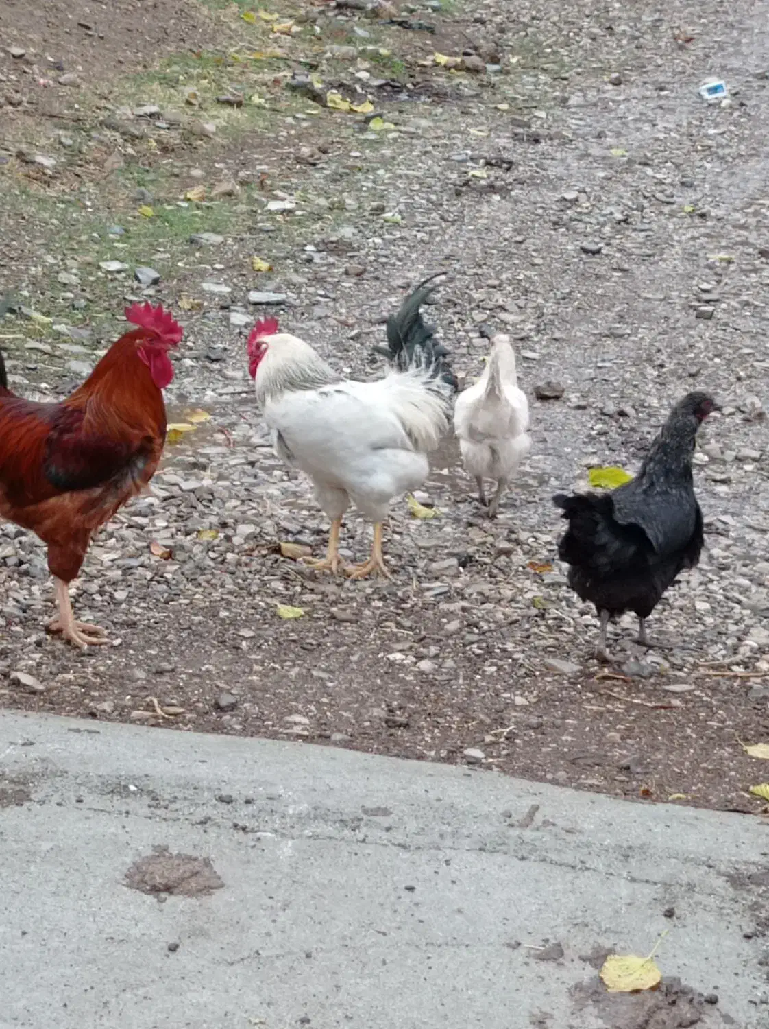 مرغ تخم گذار وخروس|حیوانات مزرعه|زمکان, |دیوار