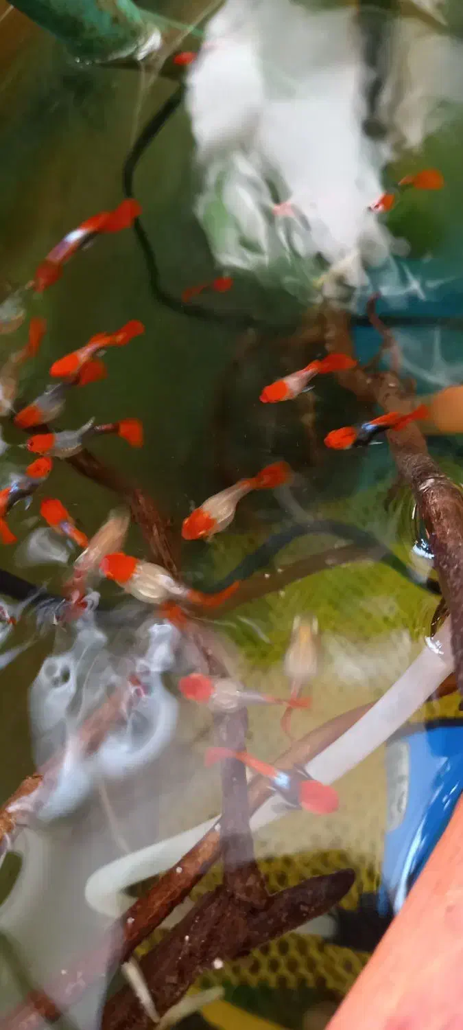 ماهی گوپی کوی توکسیدو|ماهی|گرگان, |دیوار