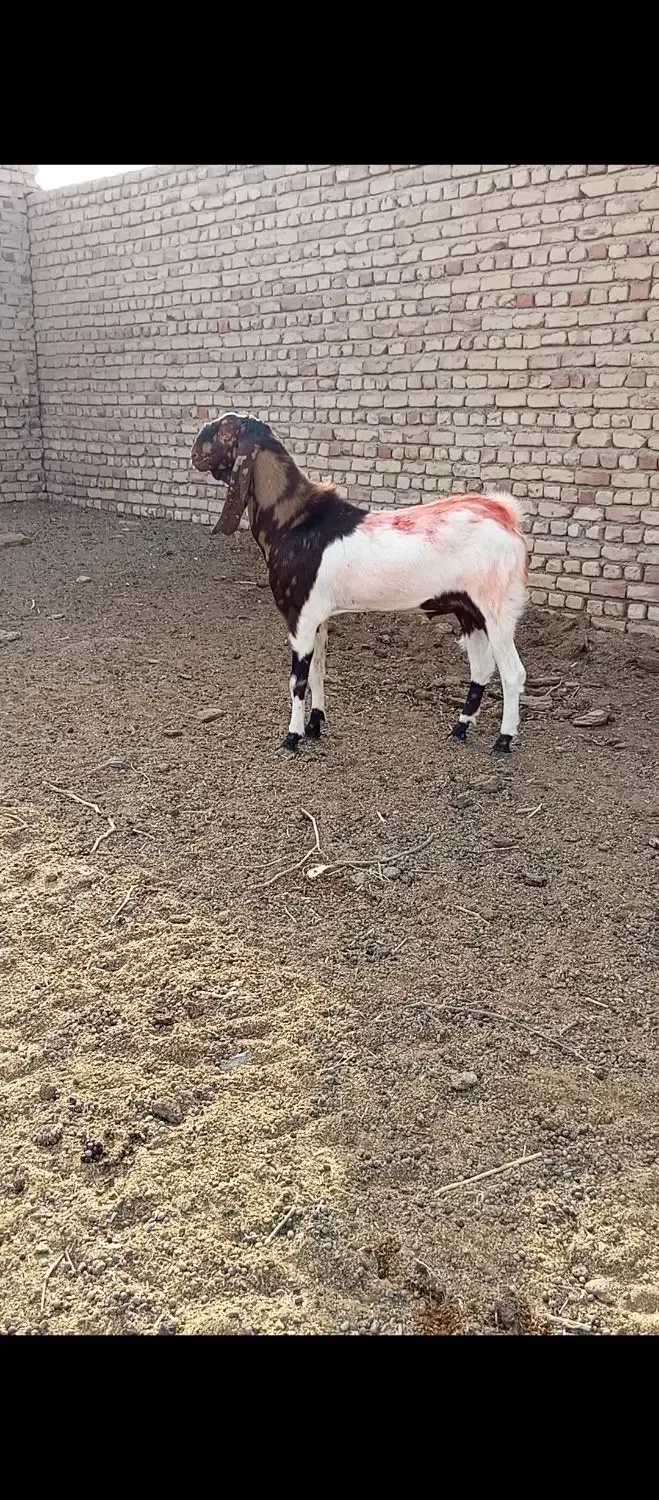 نربز تخمی بی نظیر|حیوانات مزرعه|کاشمر, |دیوار