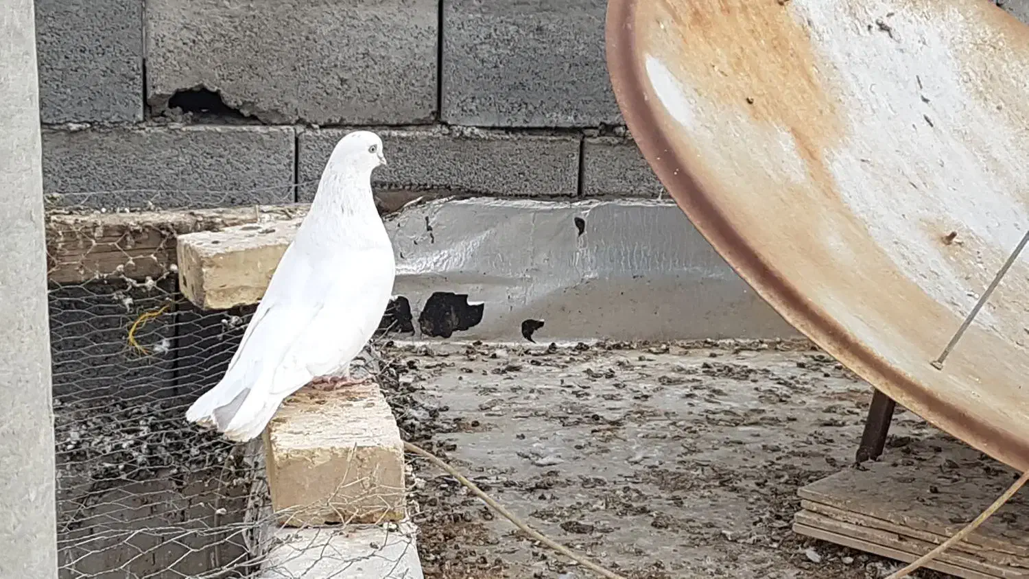 تهرونی چش نوک|پرنده|فارسان, |دیوار