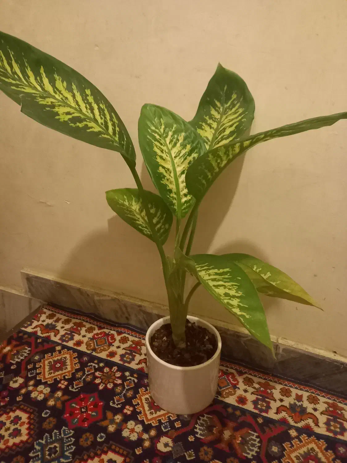 4شاخه گل زیپلین باکلی پاجوش|گل و گیاه طبیعی|بروجرد, |دیوار