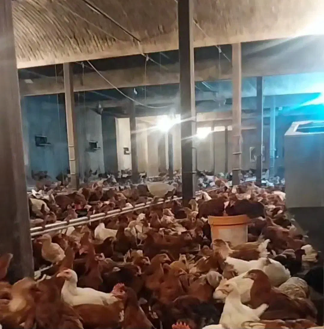 جوجه،نیمچه ،گلپایگانی،سانپارس ،|حیوانات مزرعه|تهران, جوادیه|دیوار