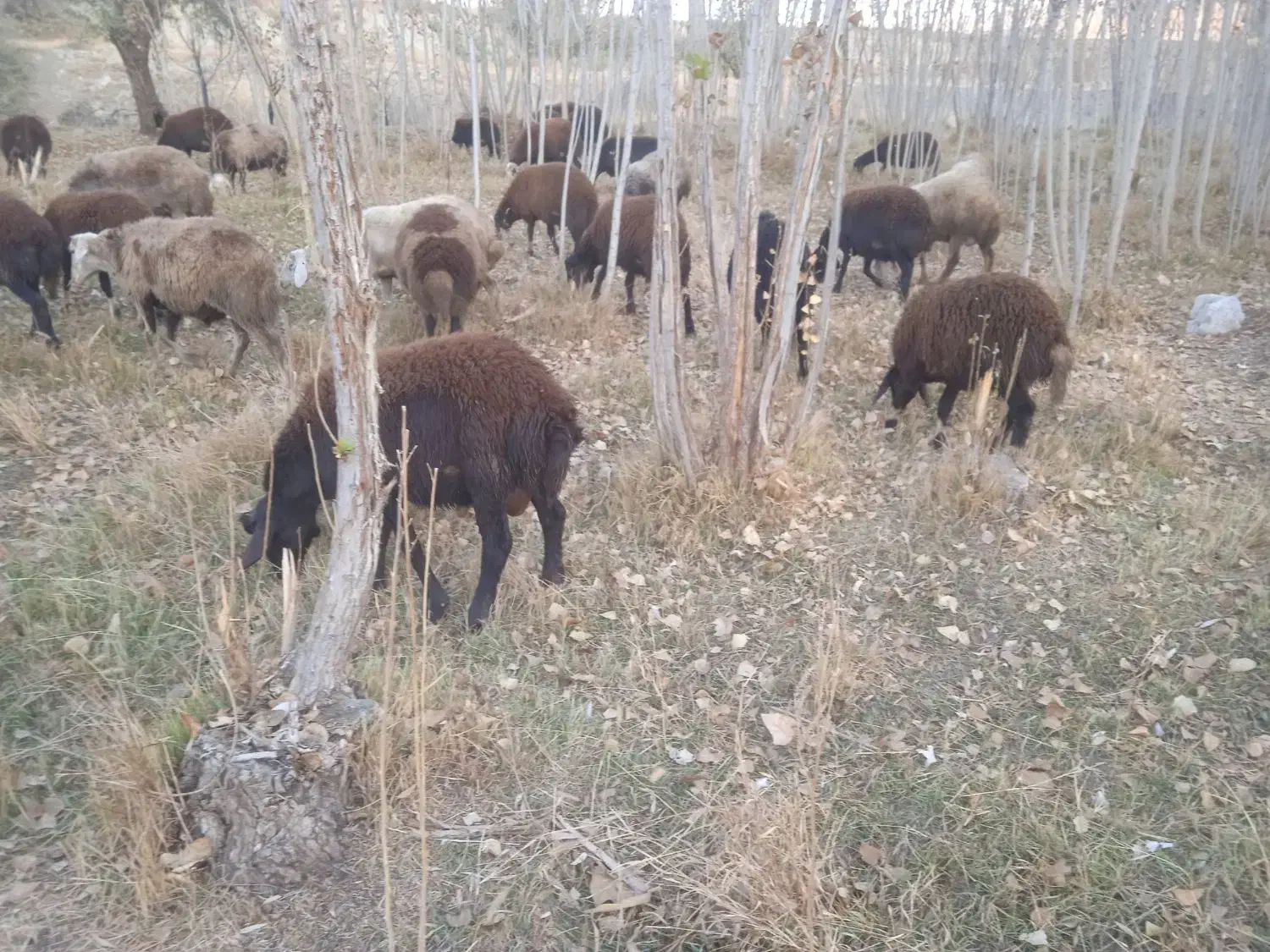 گوسفند|حیوانات مزرعه|زند, |دیوار