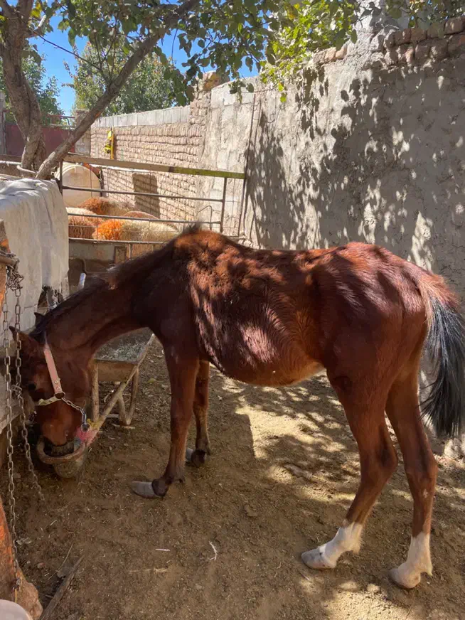 کره اسب مادیون|اسب و تجهیزات اسب‌سواری|الیگودرز, |دیوار