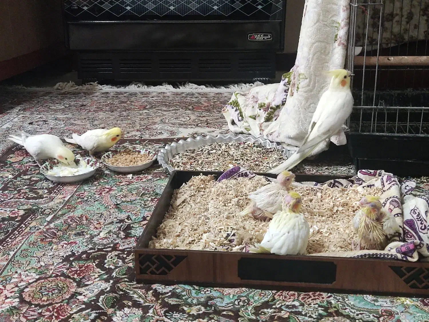 عروس هلندی|پرنده|شیراز, منطقه هوایی شهید دوران|دیوار