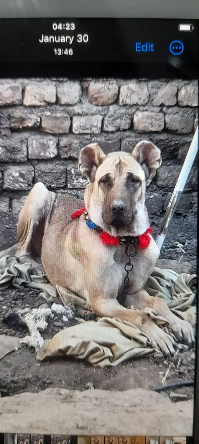 سگ سرابی|سگ|قنوات, |دیوار