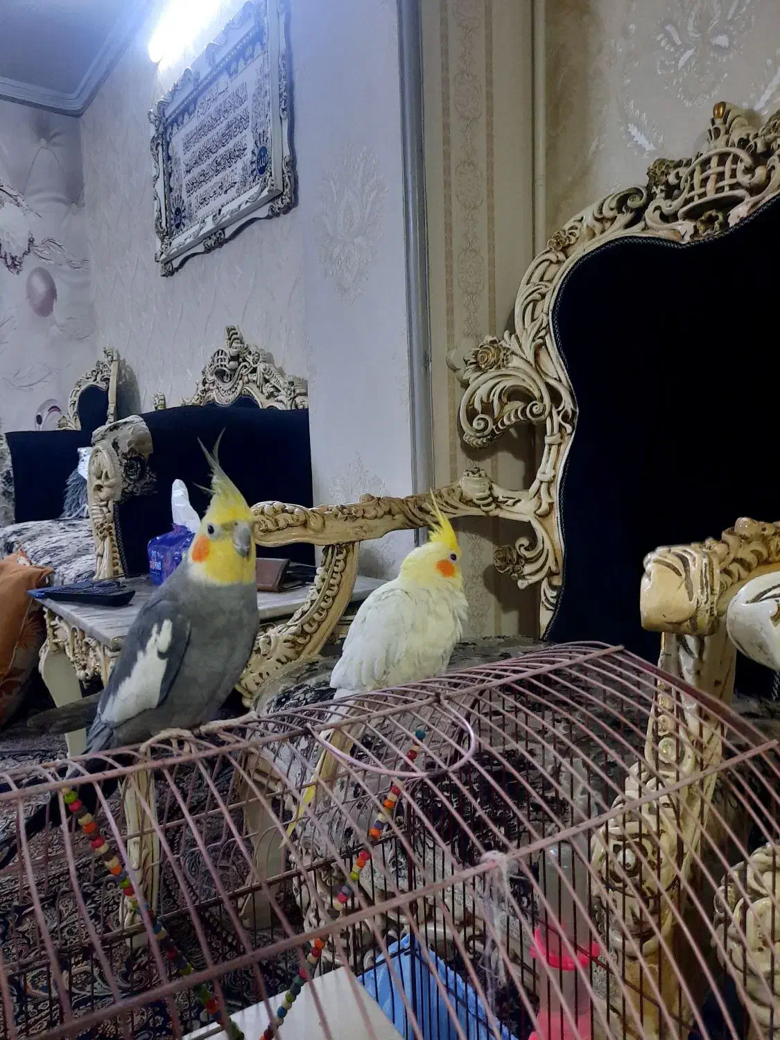 عروس هلندی جفت بالغ|پرنده|اسلام‌شهر, شهرک مهدیه|دیوار