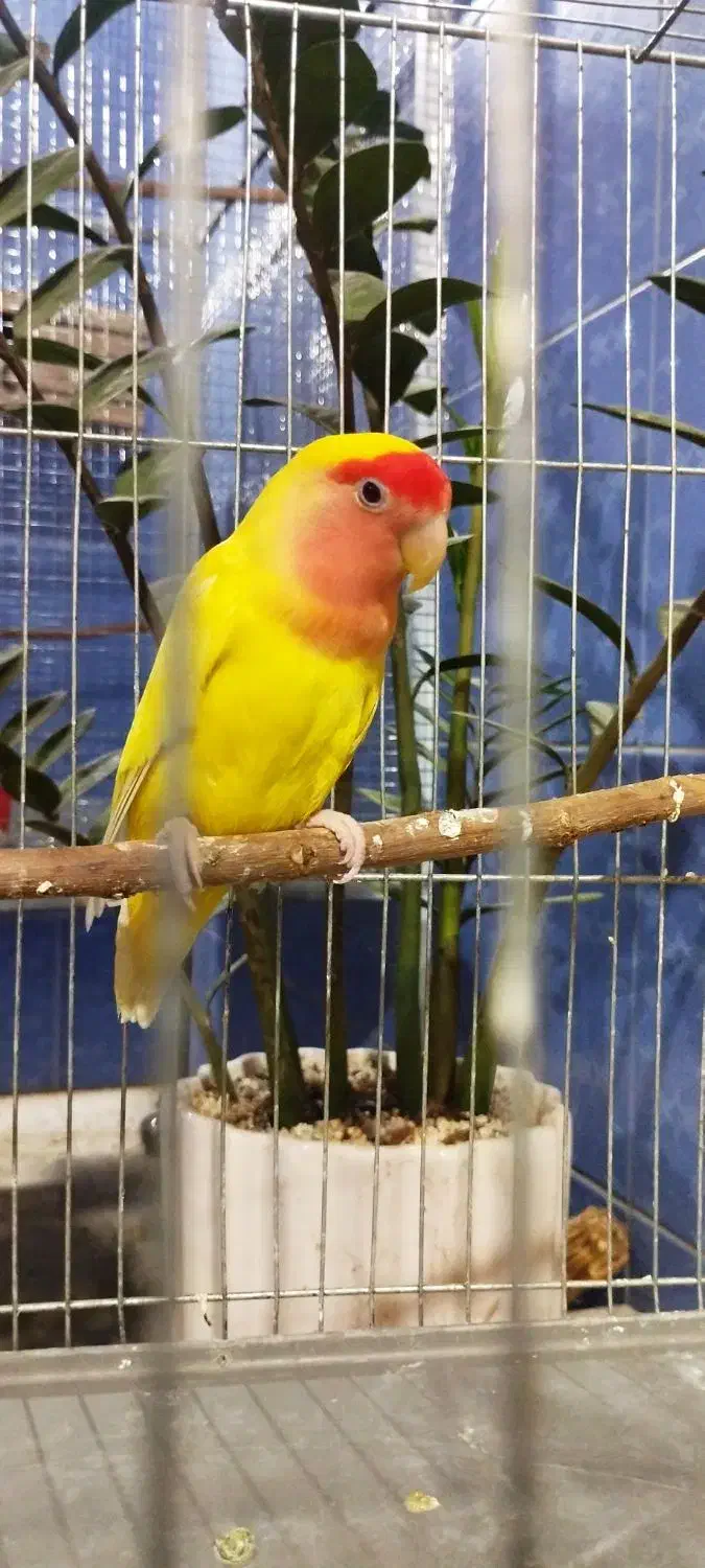 طوطی برزیلی ماده اماده جفت|پرنده|کرج, آق تپه|دیوار