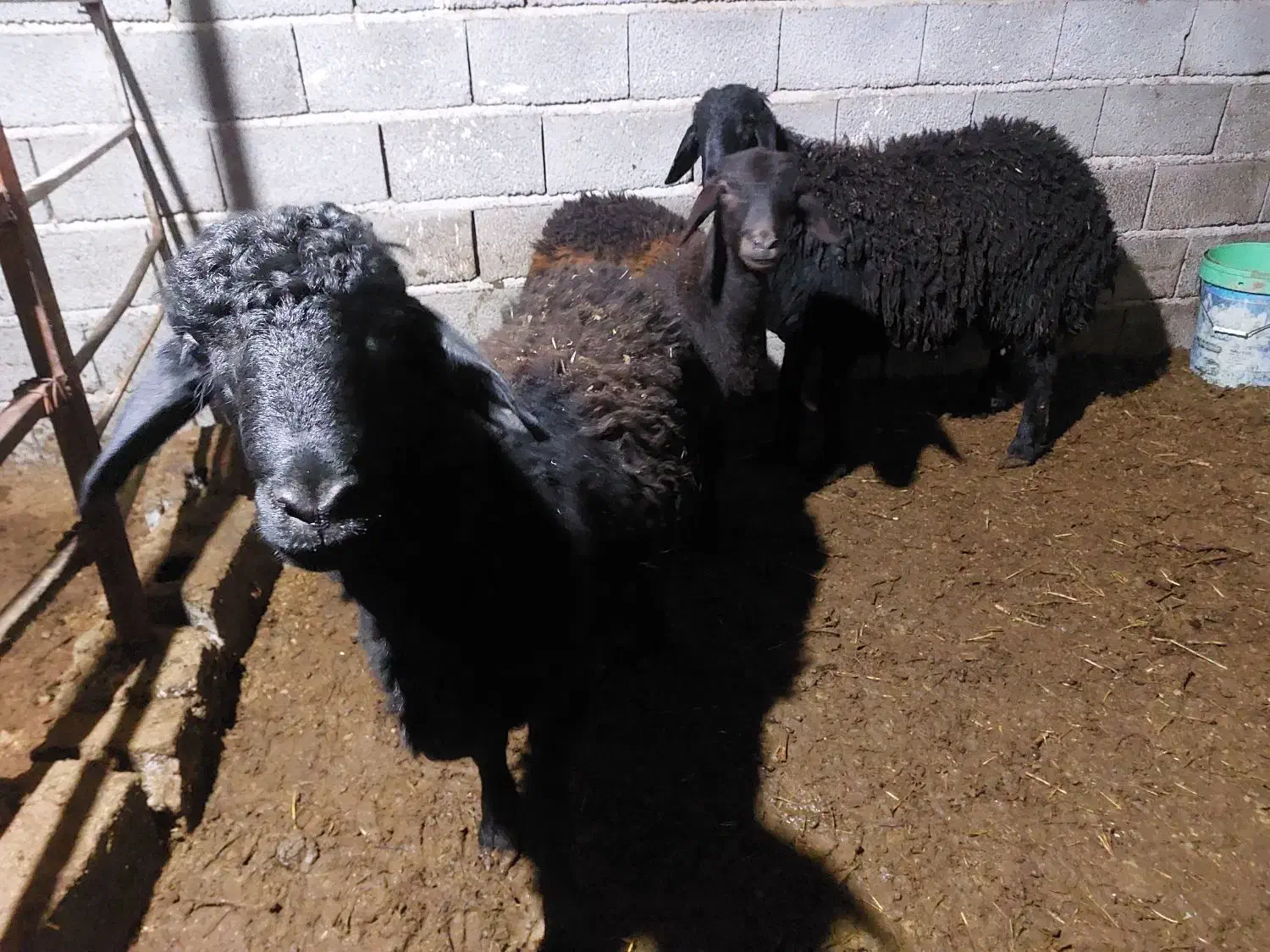 بره نر قره قزل افشاری|حیوانات مزرعه|آذرشهر, |دیوار