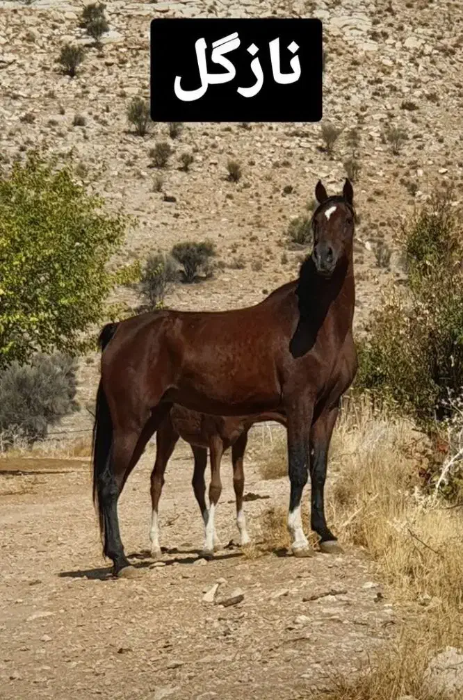 اسب کره طلای 5 نشان معاوضه با بز گوسفند موتور|اسب و تجهیزات اسبسواری|شیراز, شهرک نیایش|دیوار
