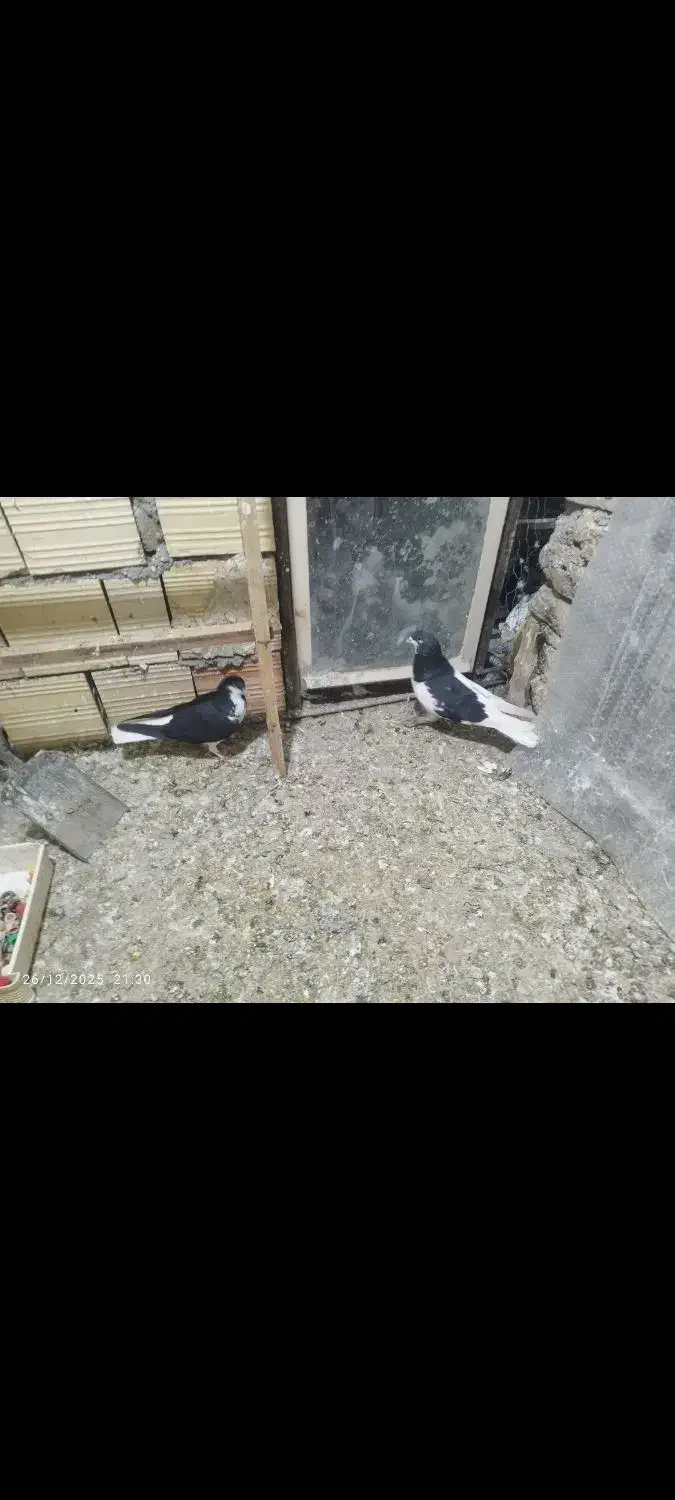 کبوتر|پرنده|تاکستان, |دیوار