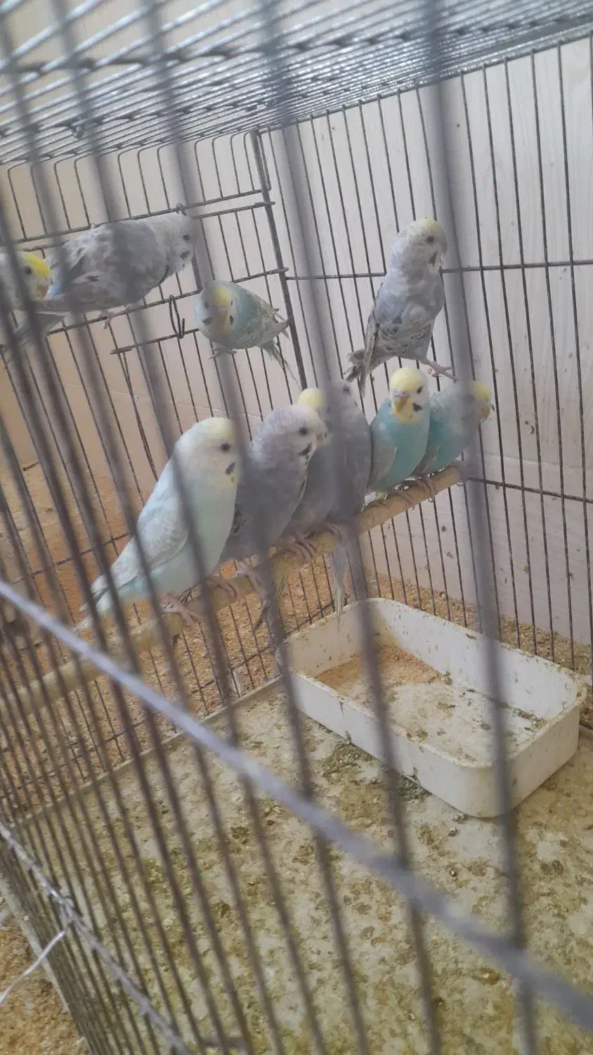 مرغ عشق|پرنده|بندر دیر, |دیوار