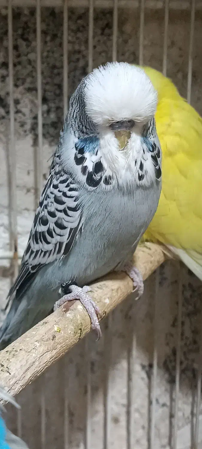 جوجه مرغ عشق انگلیسی نر|پرنده|تهران, وردآورد|دیوار